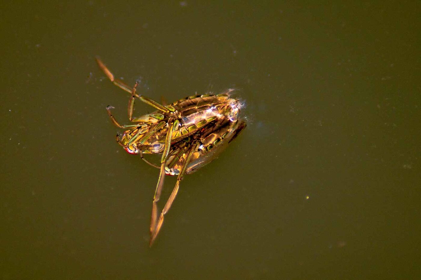 2017-09-24 - NSG Storchengraben Herne