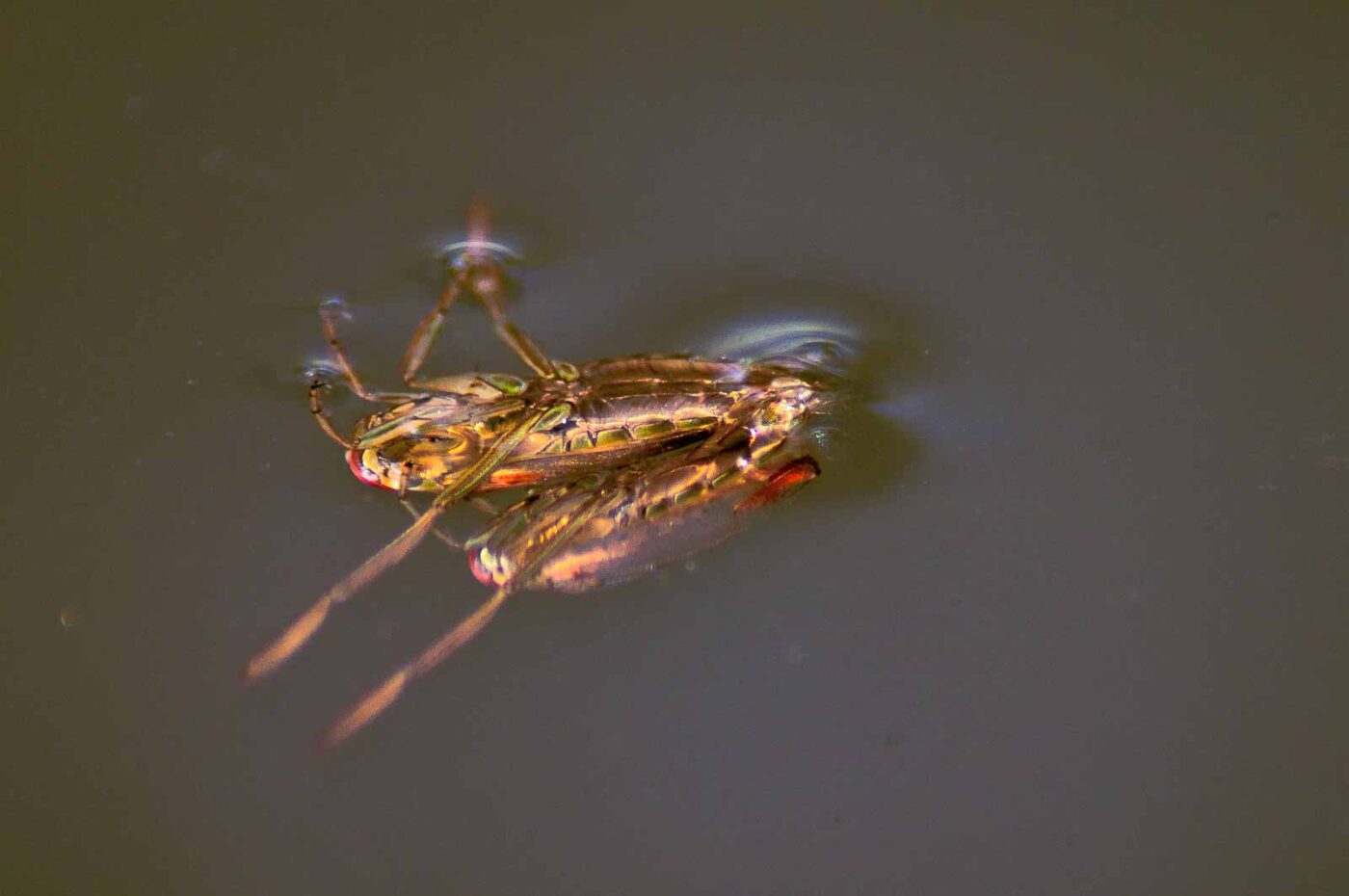 2017-09-24 - NSG Storchengraben Herne