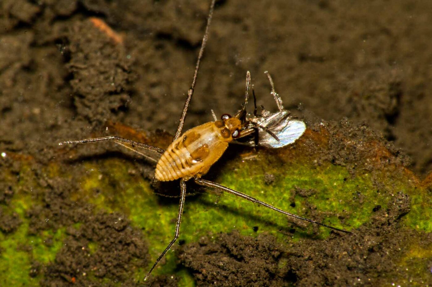 2017-09-24 - NSG Storchengraben Herne