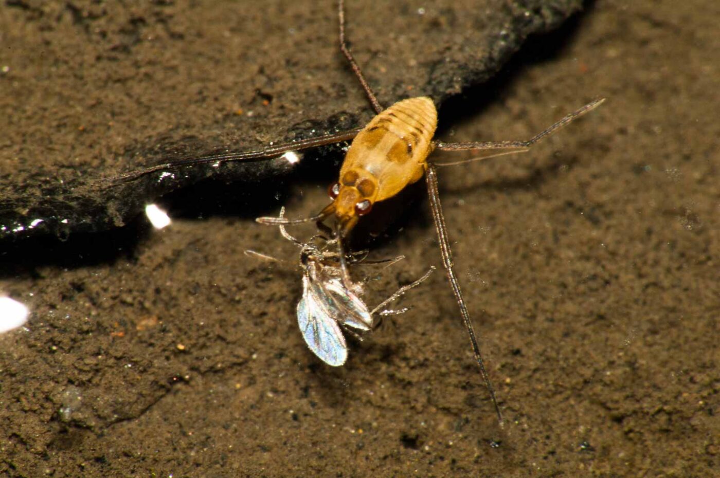 2017-09-24 - NSG Storchengraben Herne