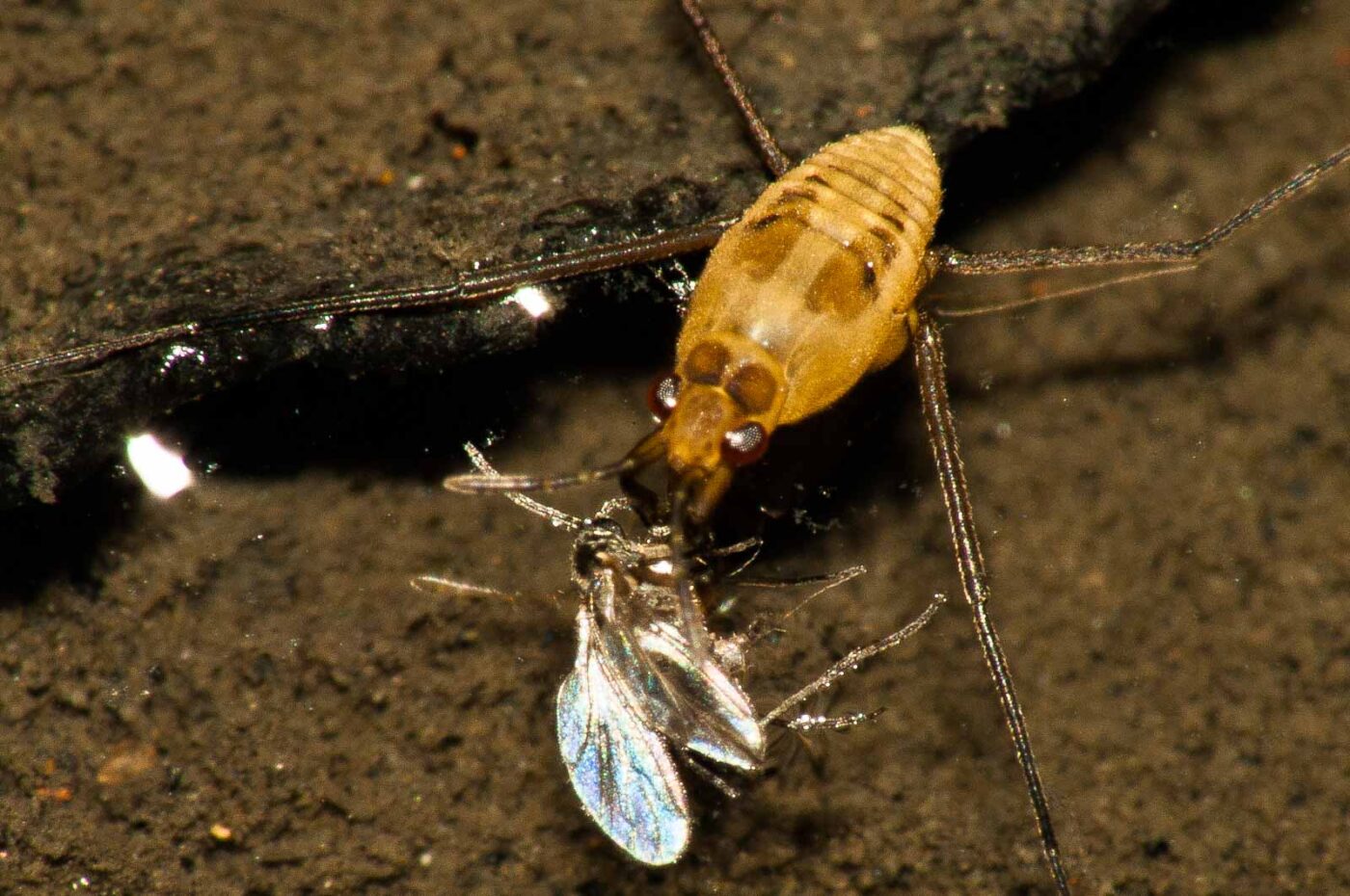 2017-09-24 - NSG Storchengraben Herne