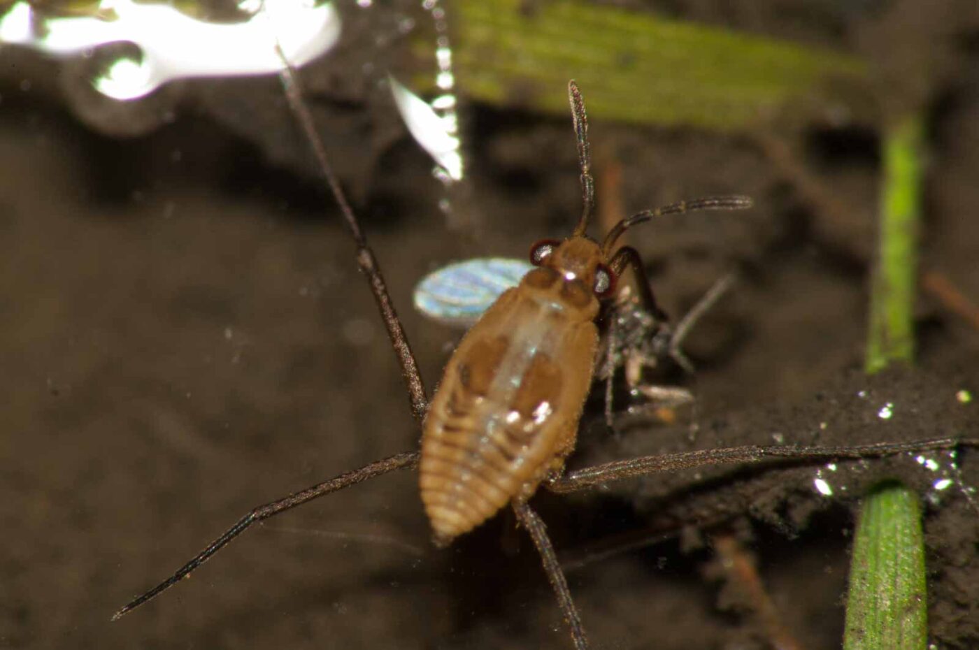 2017-09-24 - NSG Storchengraben Herne