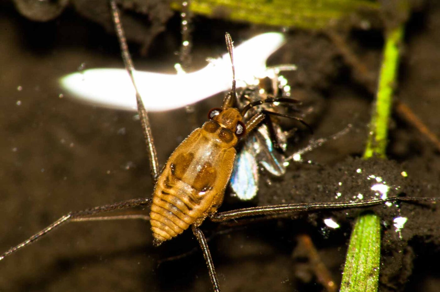 2017-09-24 - NSG Storchengraben Herne