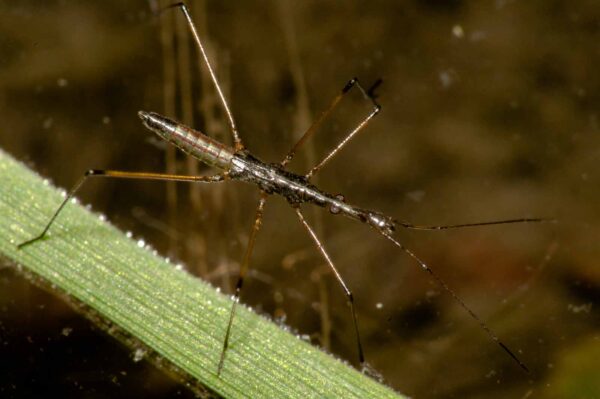 2017-09-24 - NSG Storchengraben Herne