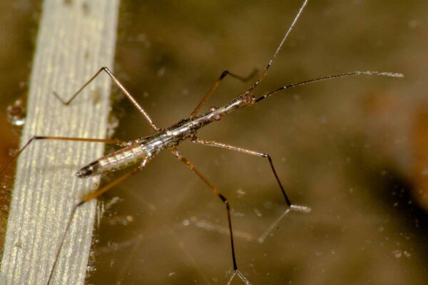 2017-09-24 - NSG Storchengraben Herne