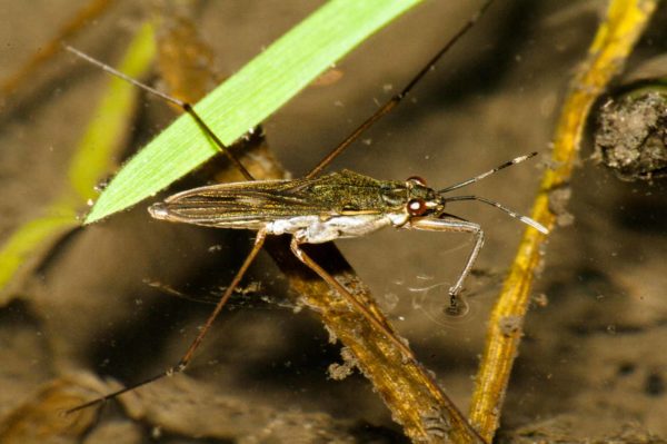 2017-09-24 - NSG Storchengraben Herne