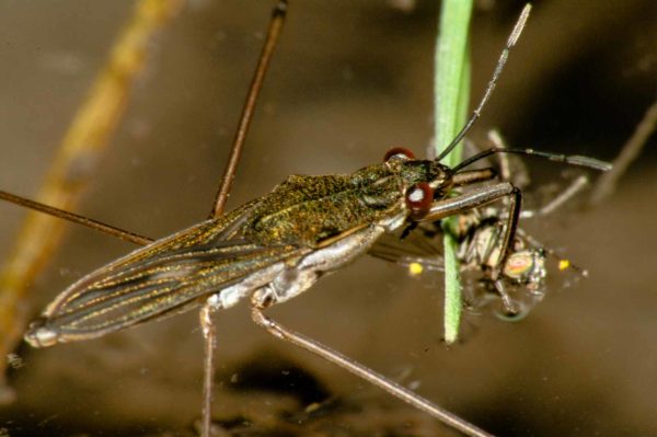 2017-09-24 - NSG Storchengraben Herne