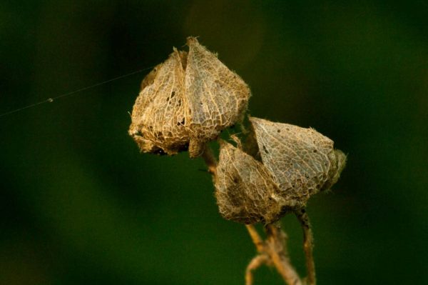 2017-09-24 - NSG Storchengraben Herne