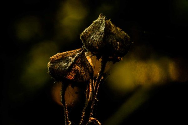 2017-09-24 - NSG Storchengraben Herne