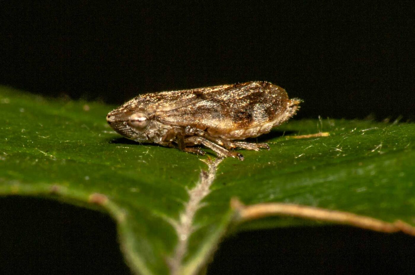 2017-09-24 - NSG Storchengraben Herne