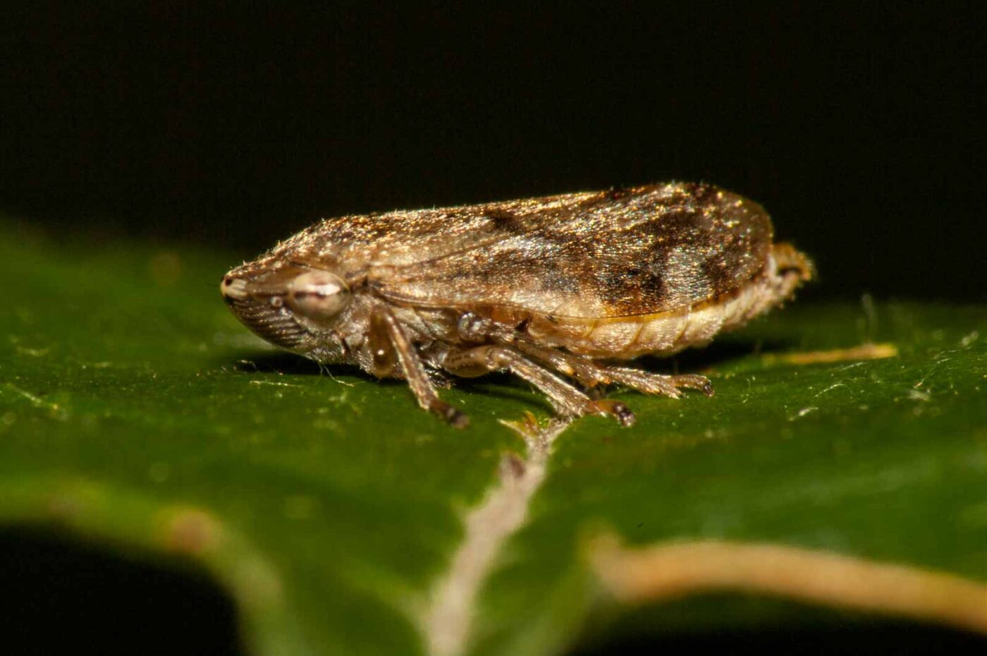 2017-09-24 - NSG Storchengraben Herne