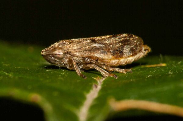 2017-09-24 - NSG Storchengraben Herne