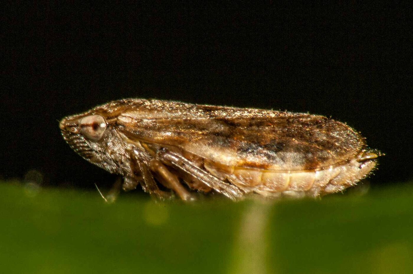 2017-09-24 - NSG Storchengraben Herne