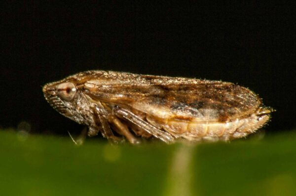 2017-09-24 - NSG Storchengraben Herne