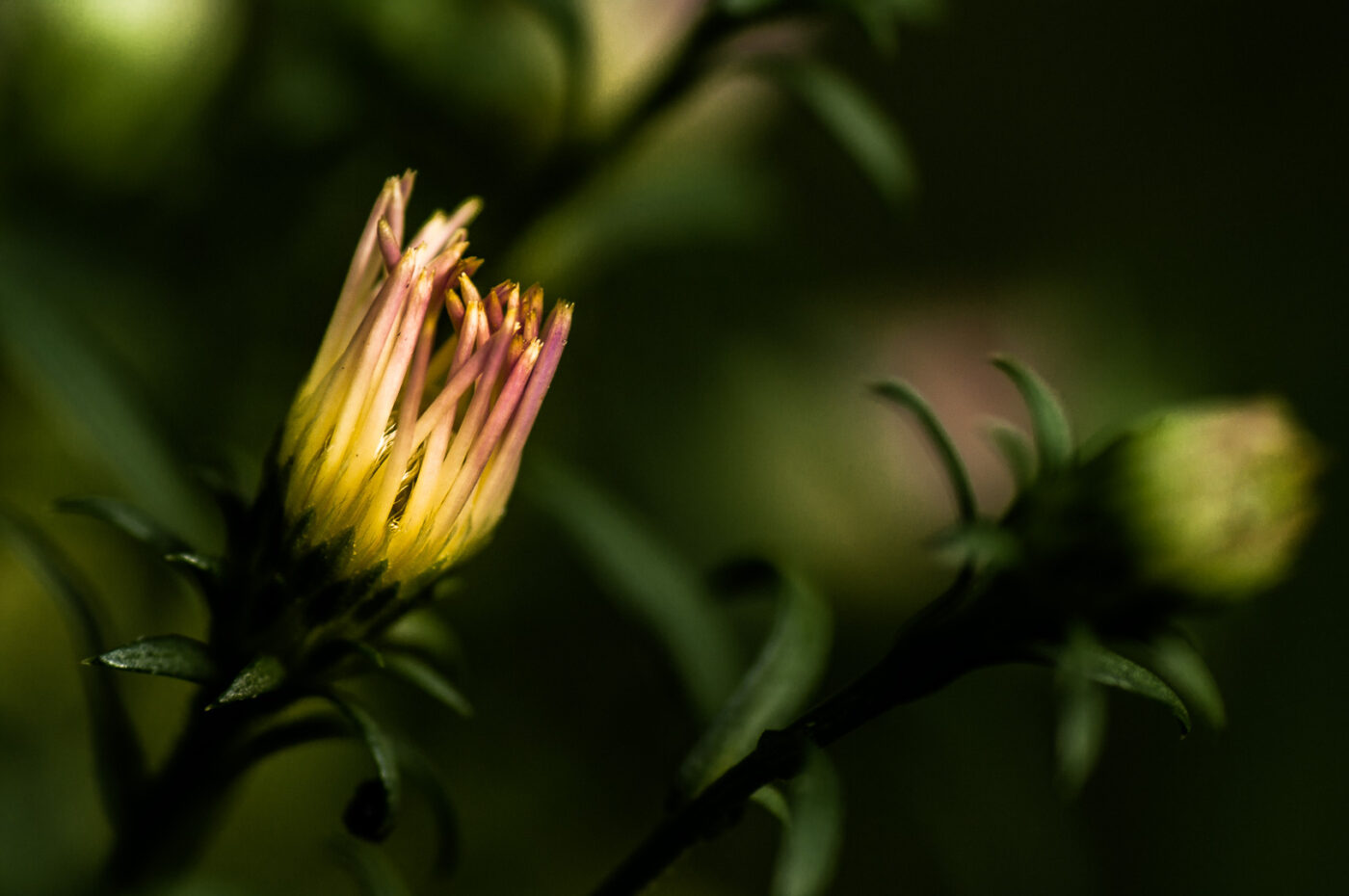 2017-09-24 - NSG Storchengraben Herne