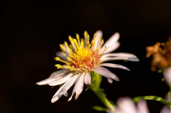 2017-09-24 - NSG Storchengraben Herne