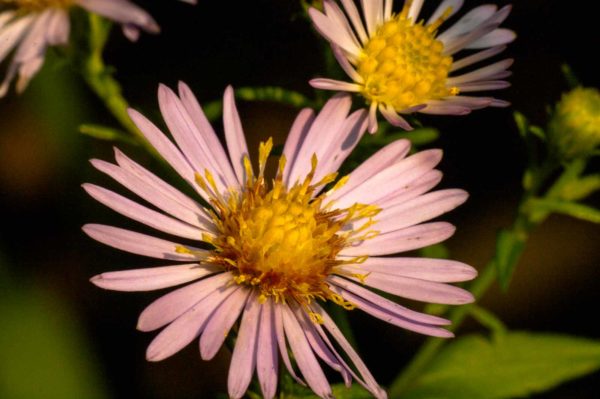 2017-09-24 - NSG Storchengraben Herne