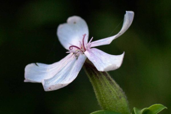 2017-09-24 - NSG Storchengraben Herne