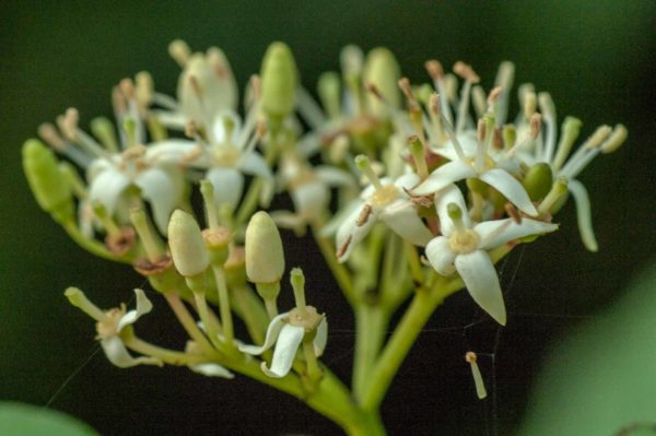 2017-09-24 - NSG Storchengraben Herne