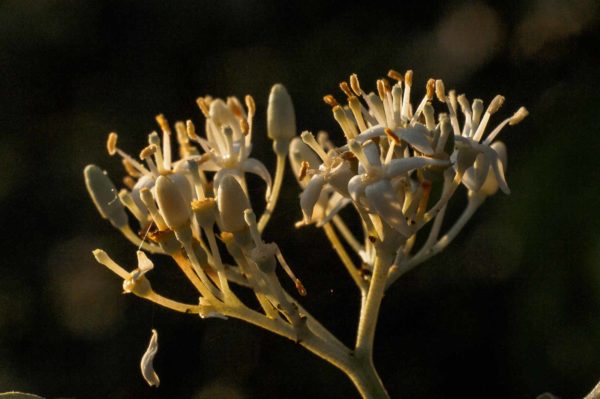 2017-09-24 - NSG Storchengraben Herne