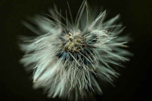 2017-09-24 - NSG Storchengraben Herne