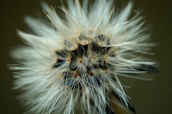 2017-09-24 - NSG Storchengraben Herne