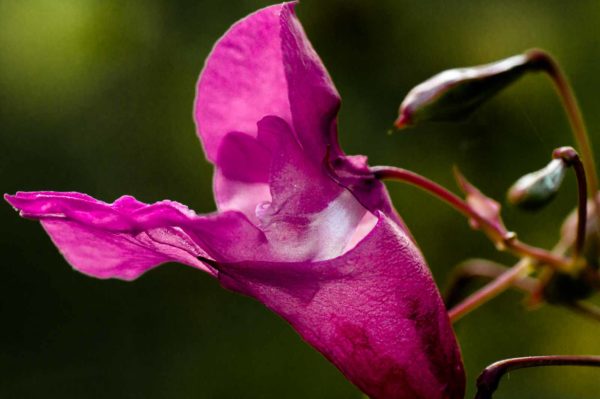 2017-09-24 - NSG Storchengraben Herne