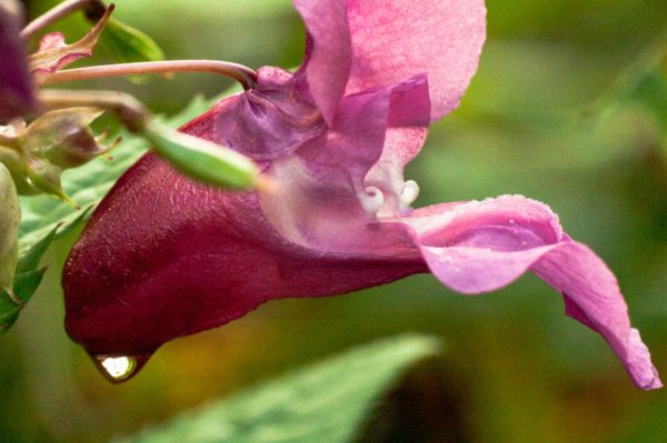 2017-09-24 - NSG Storchengraben Herne