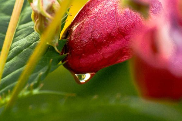 2017-09-24 - NSG Storchengraben Herne