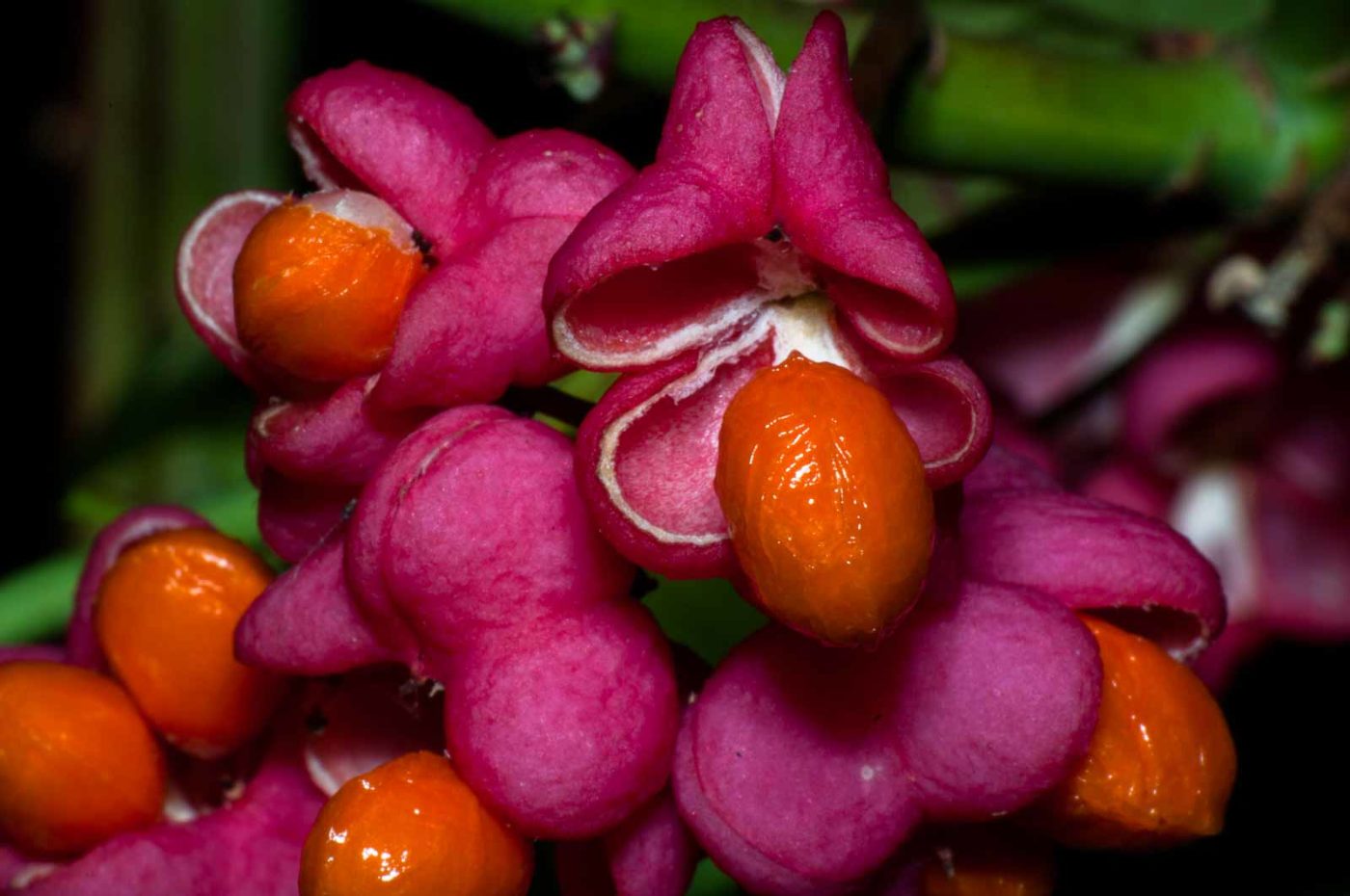 2017-09-25 - NSG Halde Zollverein