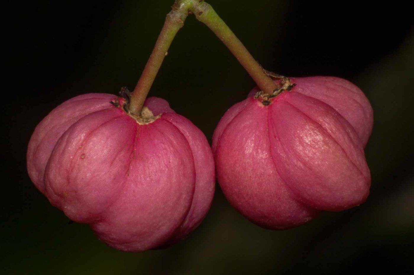 2017-09-25 - NSG Halde Zollverein