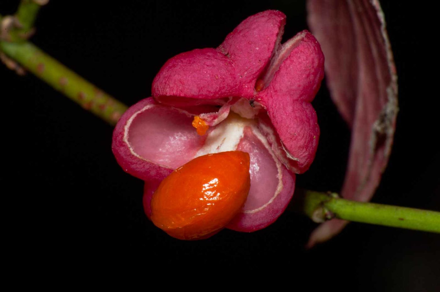 2017-09-25 - NSG Halde Zollverein