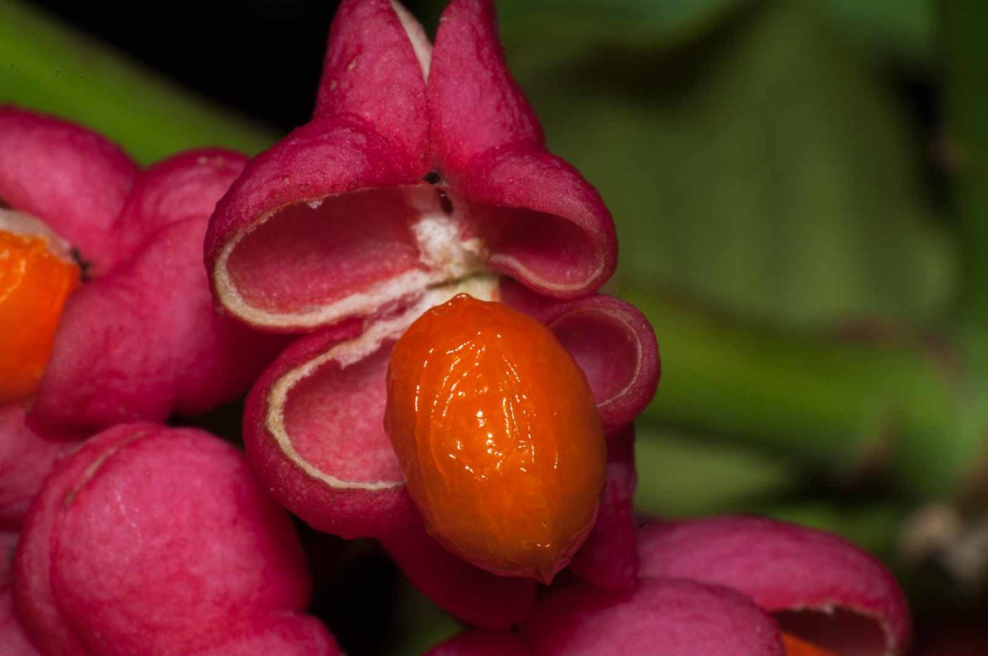 2017-09-25 - NSG Halde Zollverein