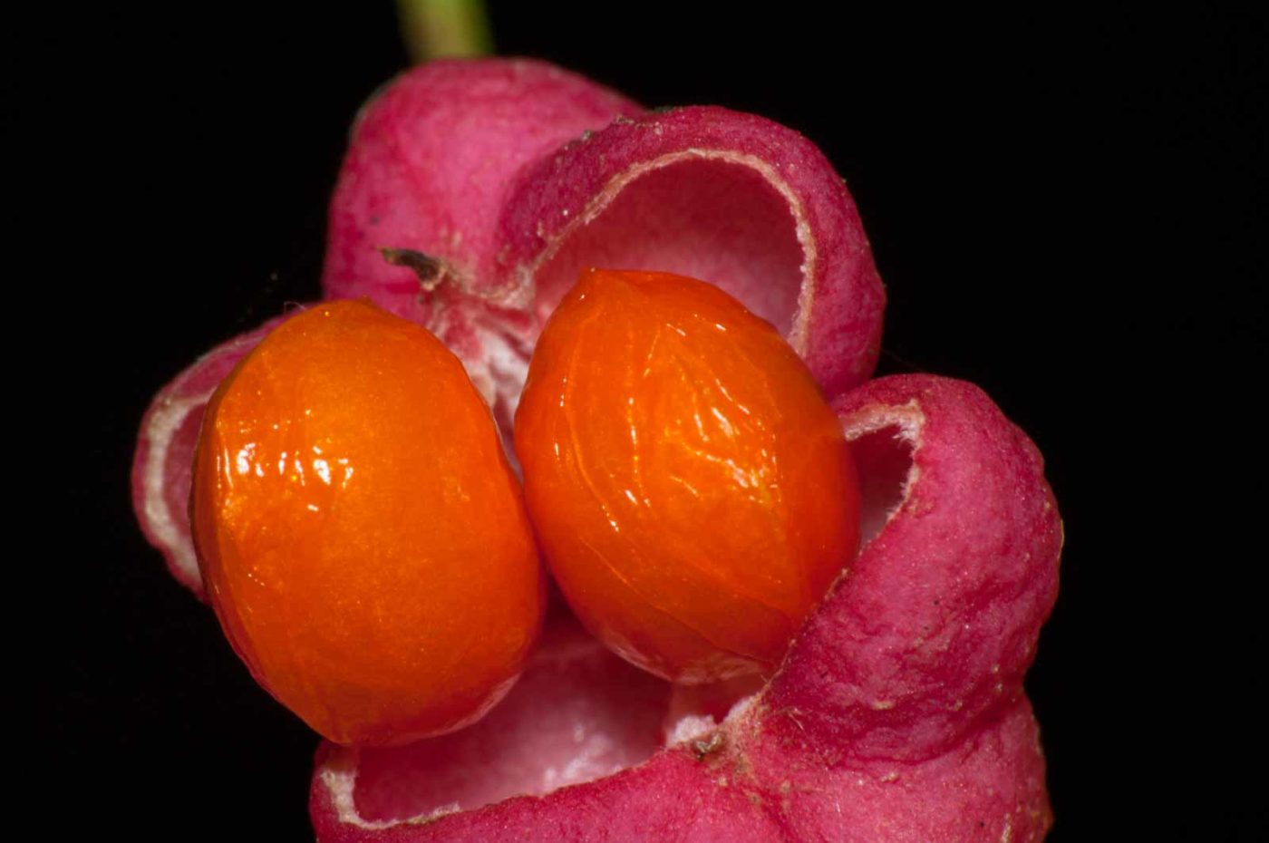 2017-09-25 - NSG Halde Zollverein