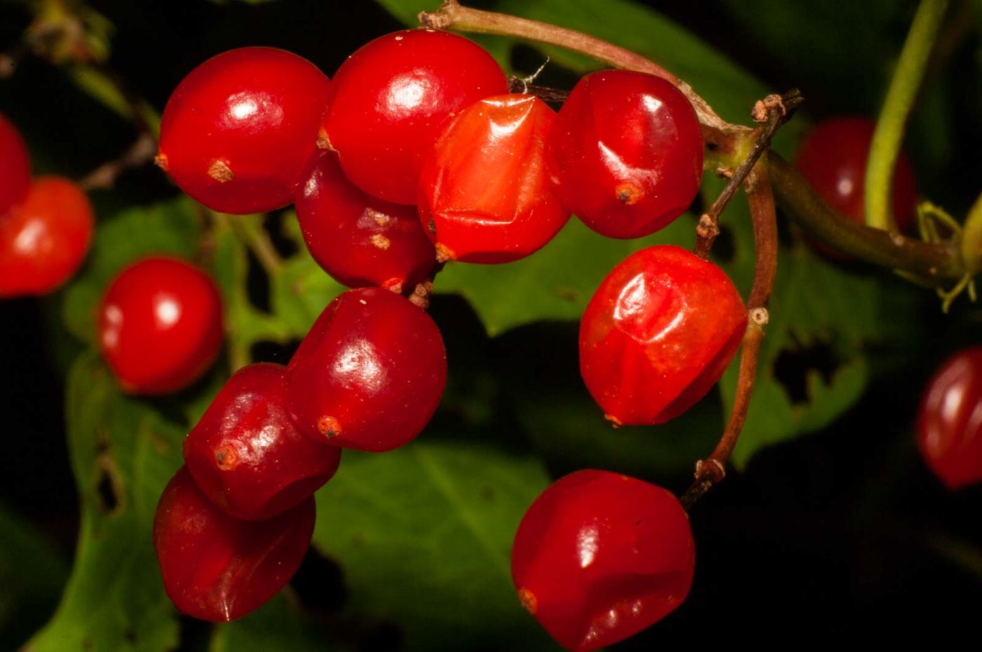 2017-09-25 - NSG Halde Zollverein