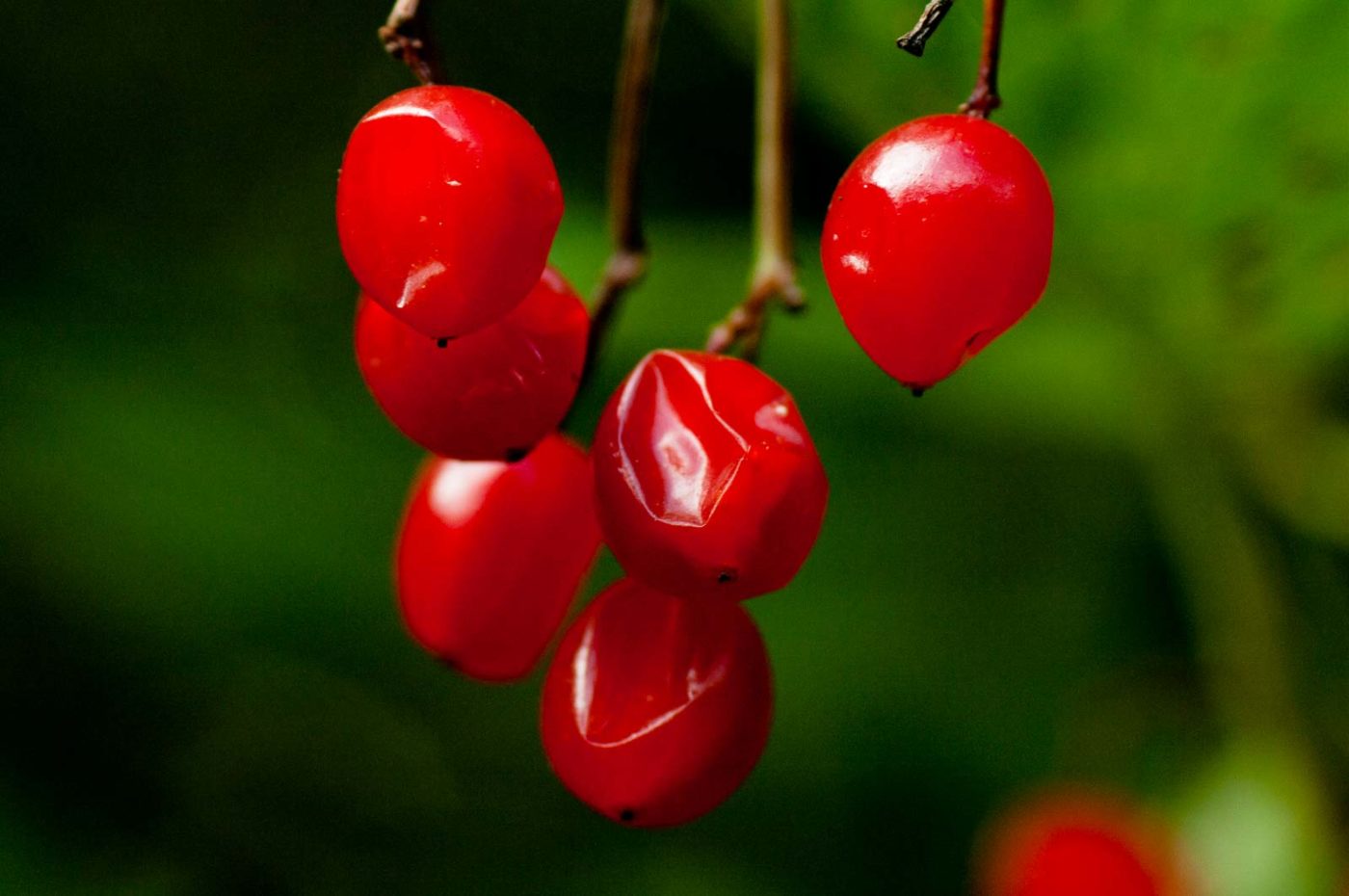 2017-09-25 - NSG Halde Zollverein