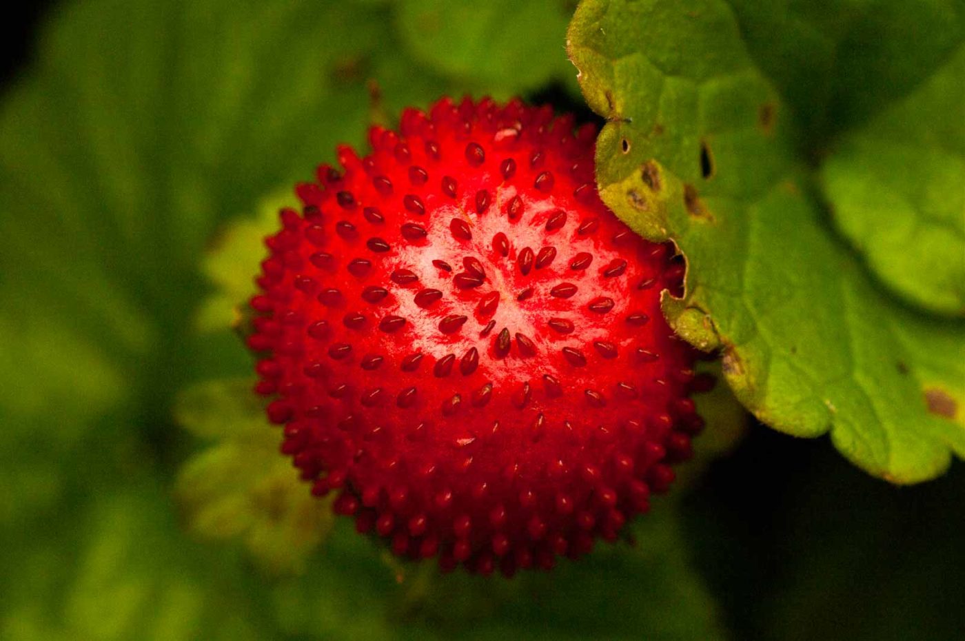 2017-09-25 - NSG Halde Zollverein