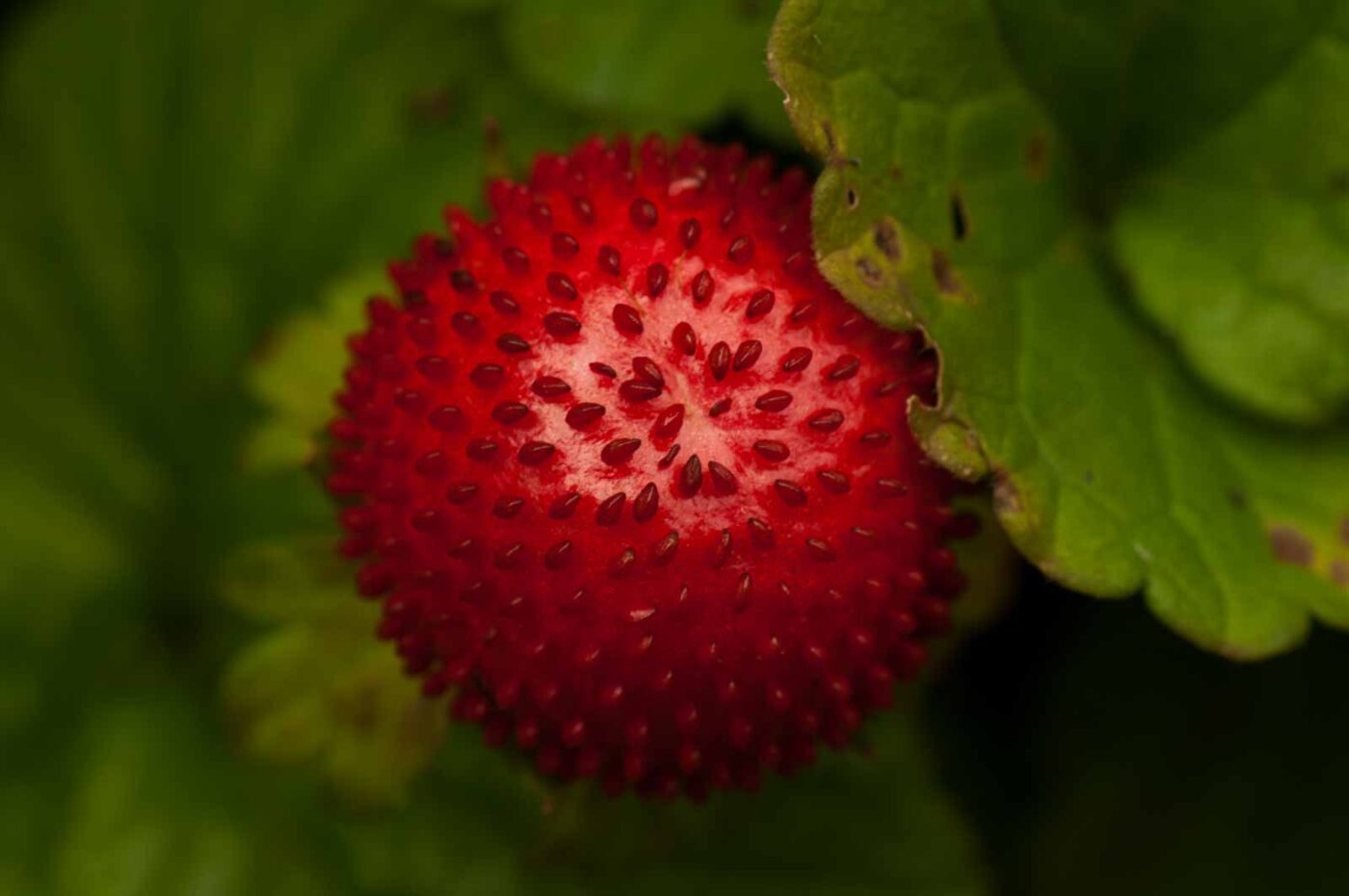 2017-09-25 - NSG Halde Zollverein