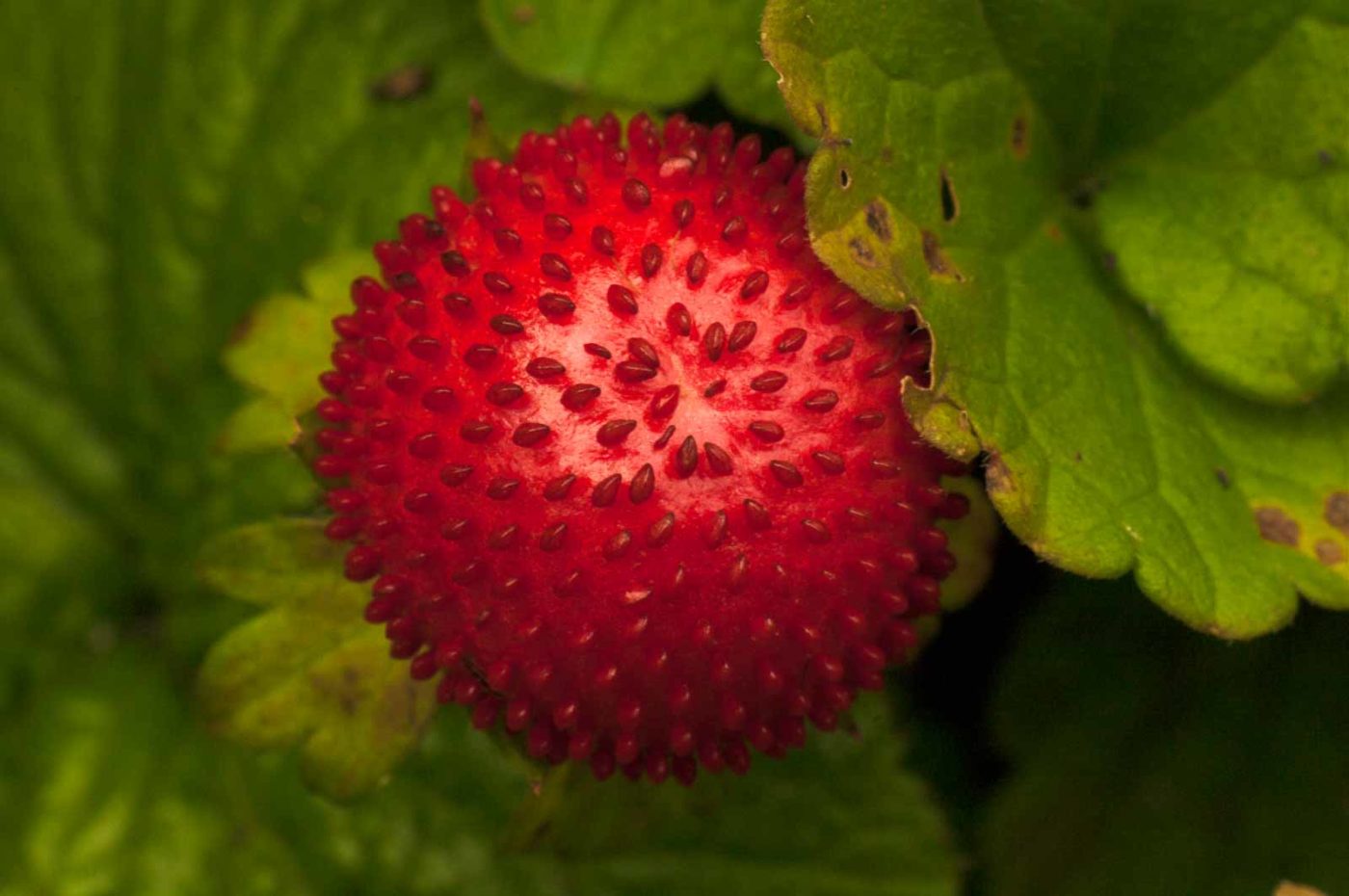 2017-09-25 - NSG Halde Zollverein