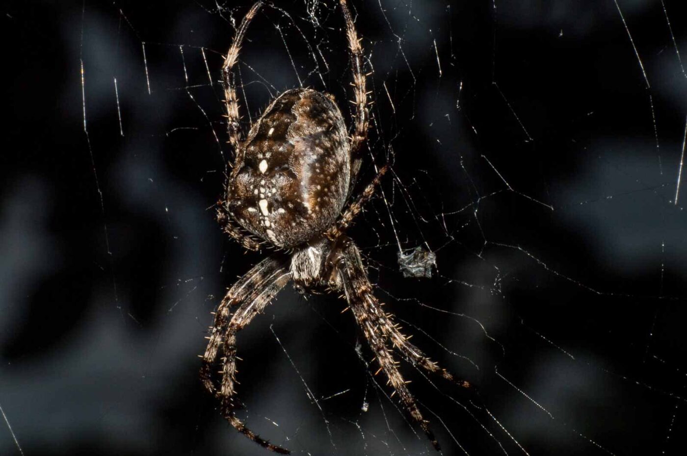 2017-09-25 - NSG Halde Zollverein