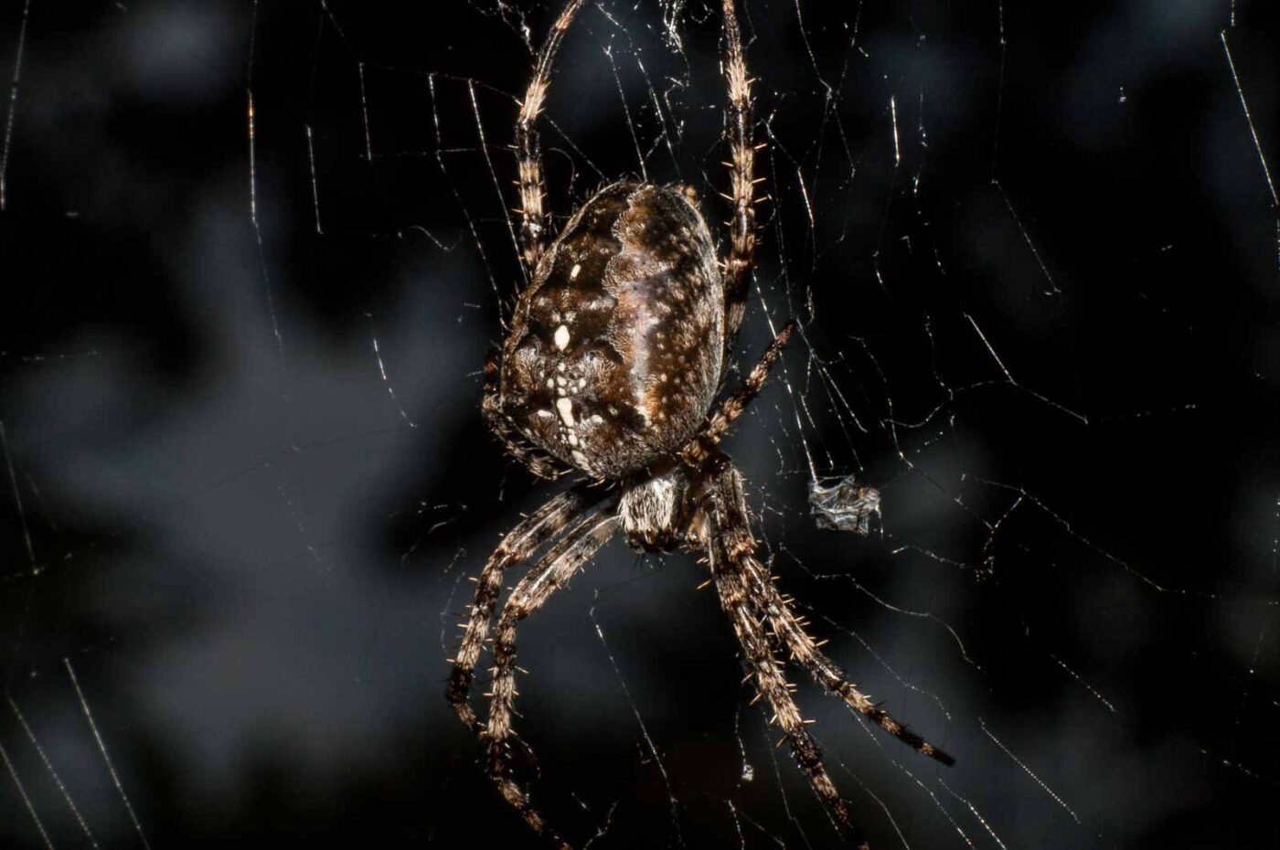 2017-09-25 - NSG Halde Zollverein