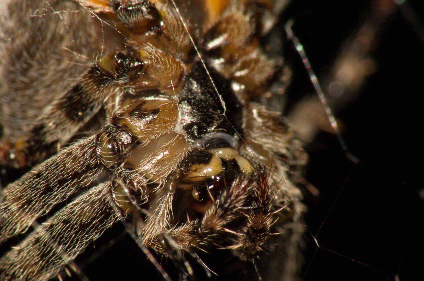 2017-09-25 - NSG Halde Zollverein