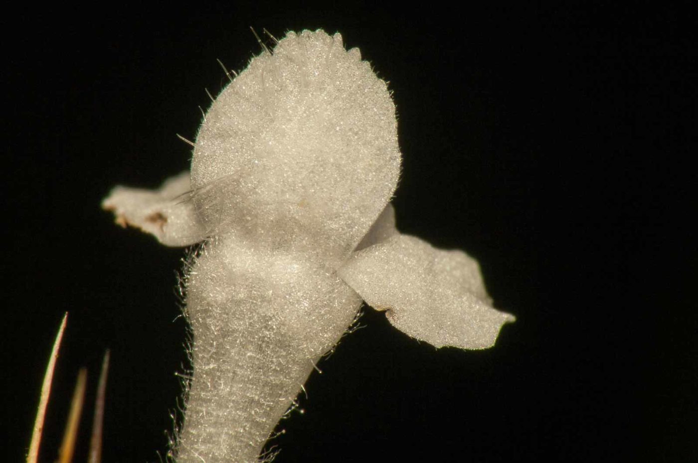 2017-09-25 - NSG Halde Zollverein