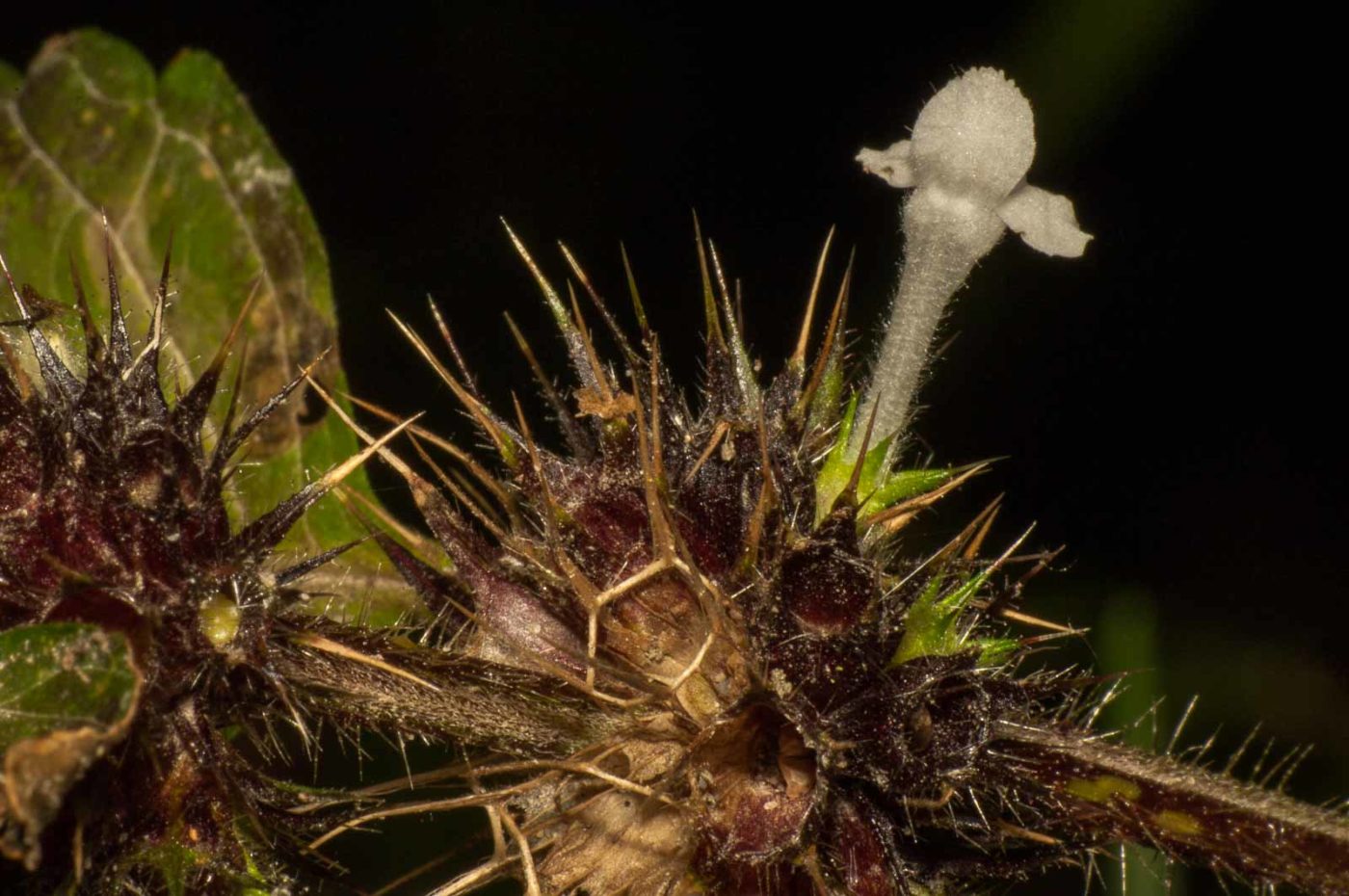 2017-09-25 - NSG Halde Zollverein