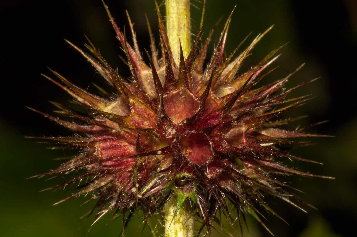 2017-09-25 - NSG Halde Zollverein
