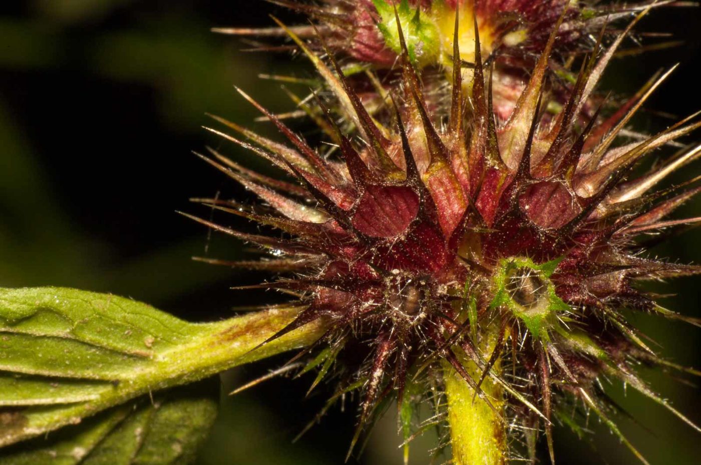 2017-09-25 - NSG Halde Zollverein