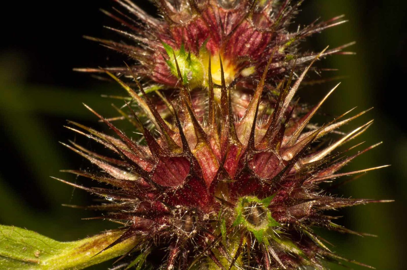 2017-09-25 - NSG Halde Zollverein