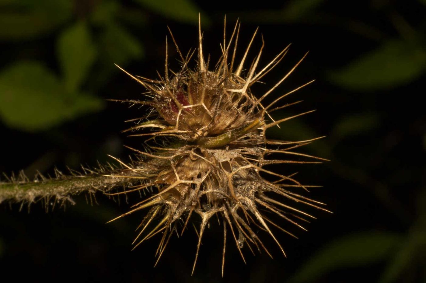 2017-09-25 - NSG Halde Zollverein