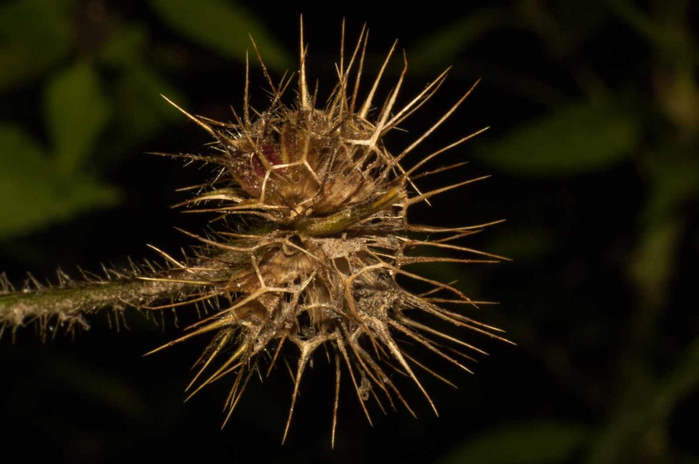 2017-09-25 - NSG Halde Zollverein