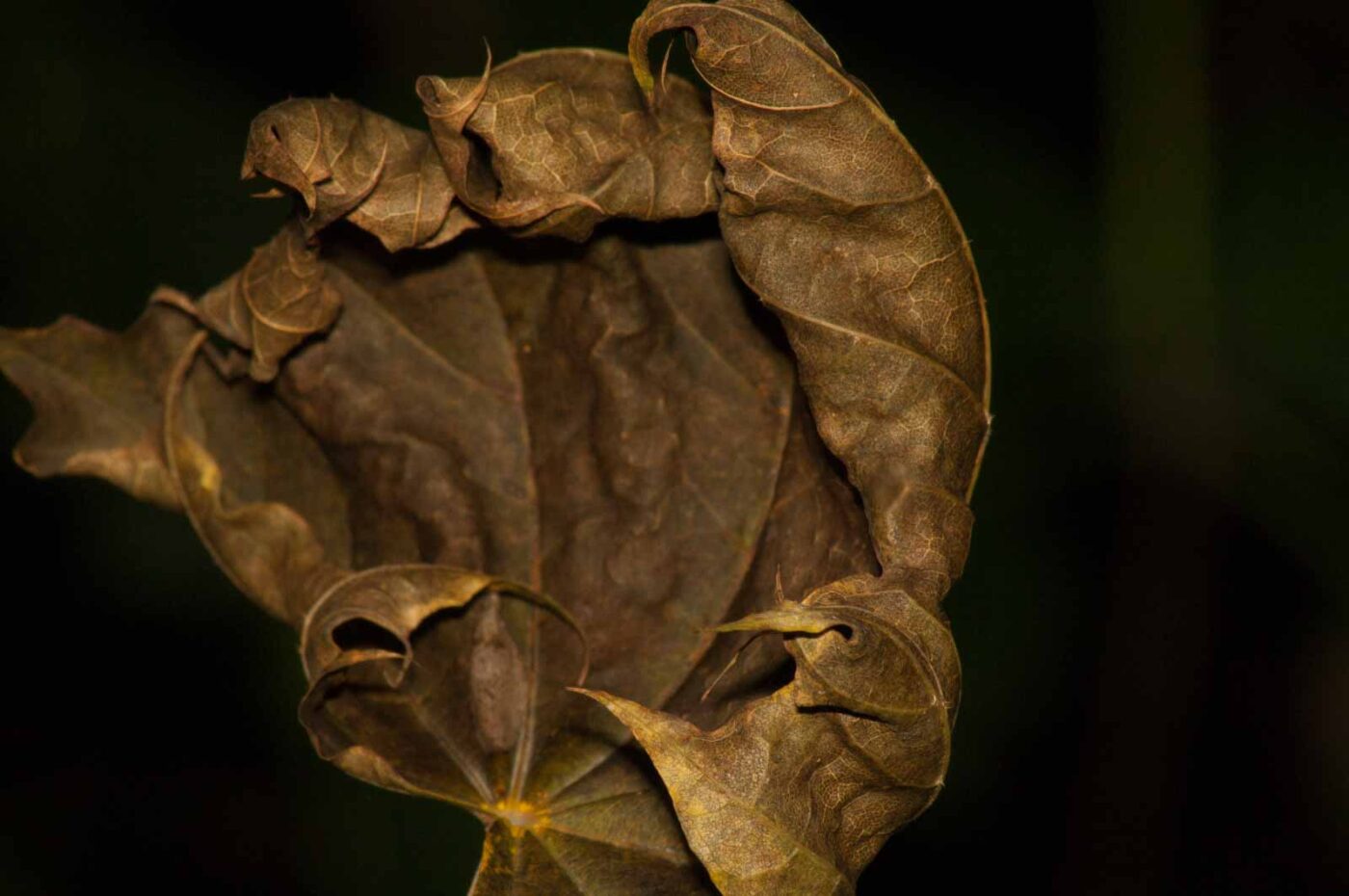 2017-09-25 - NSG Halde Zollverein